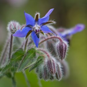 Borage