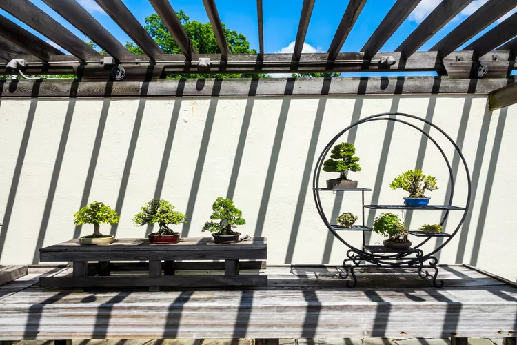  National Bonsai Museum 