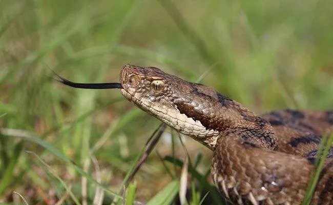 Randonneur mordu par un serpent héliporté en urgence dans les Pyrénées