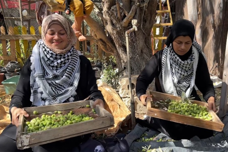 Récolte d'olives à Gaza
