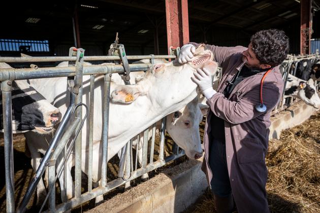 Vivien Philis examine une des vaches suspectées de présenter les symptômes de la fièvre catarrhale ovine, dans l'exploitation d'un éleveur laitier, à Puydarrieux (Hautes-Pyrénées), le 16 septembre 2024.