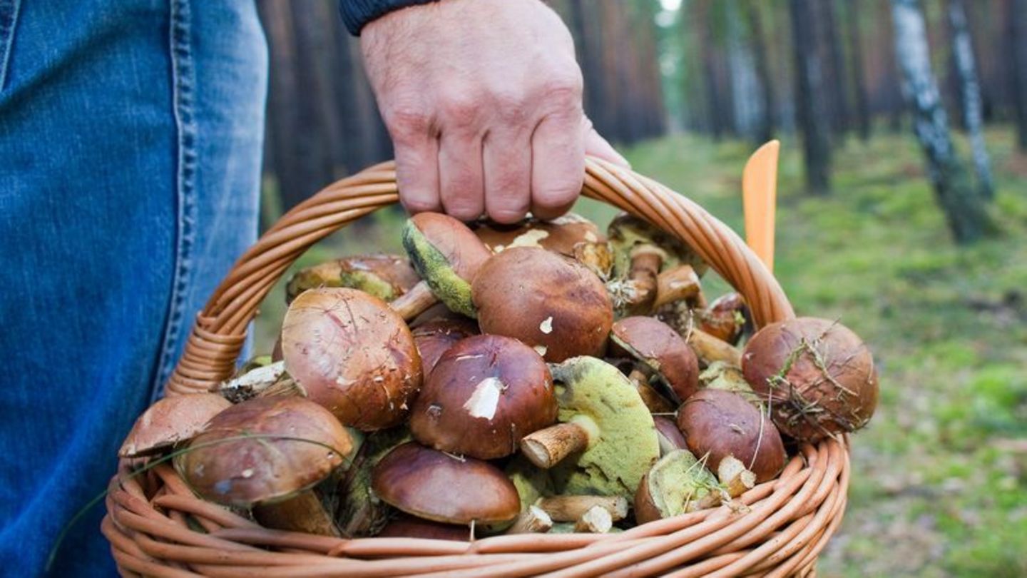 Bauchschmerzen nach dem Genuss selbst gesuchter Pilze?