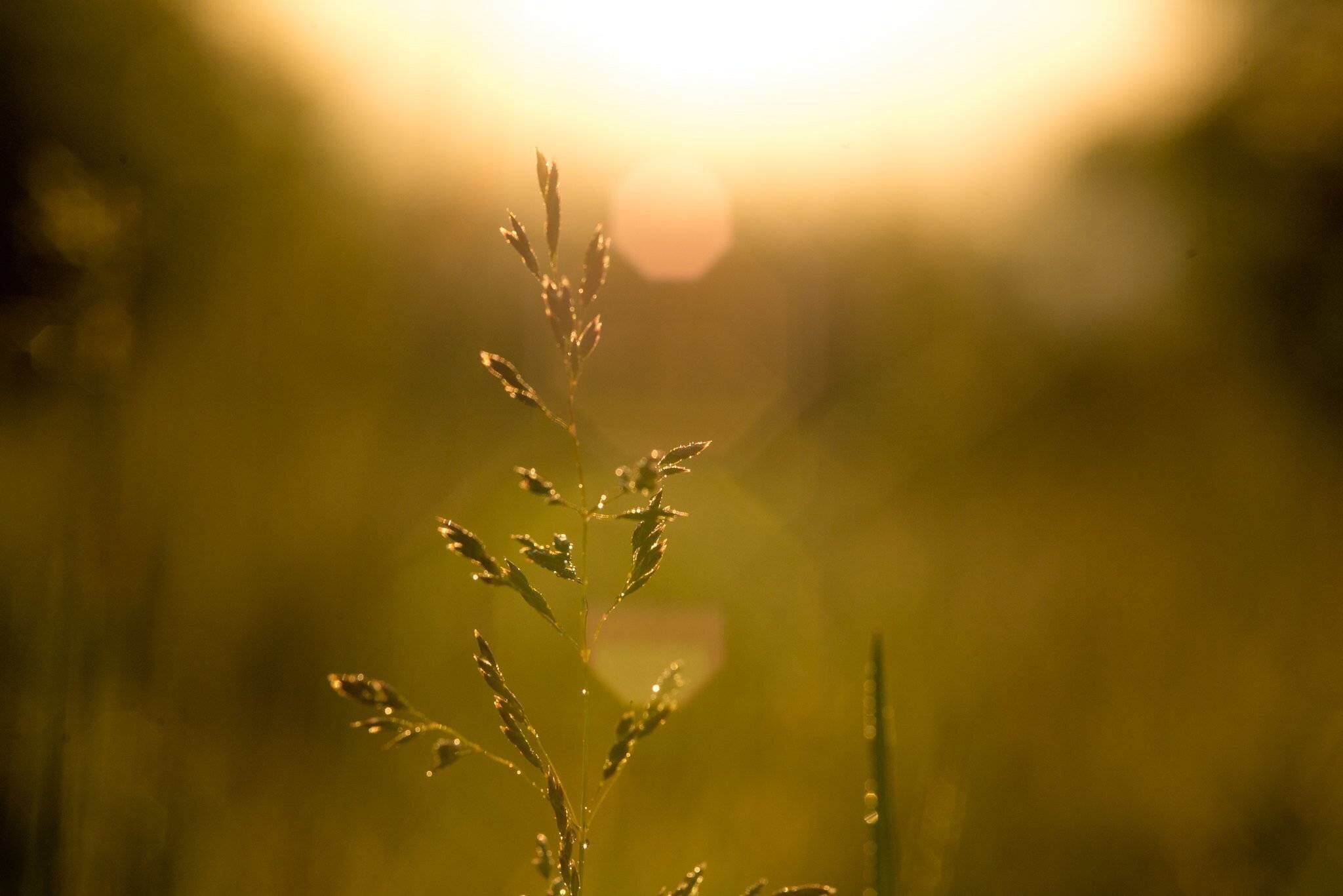 La capacité des écosystèmes à continuer de fonctionner à des niveaux actuels