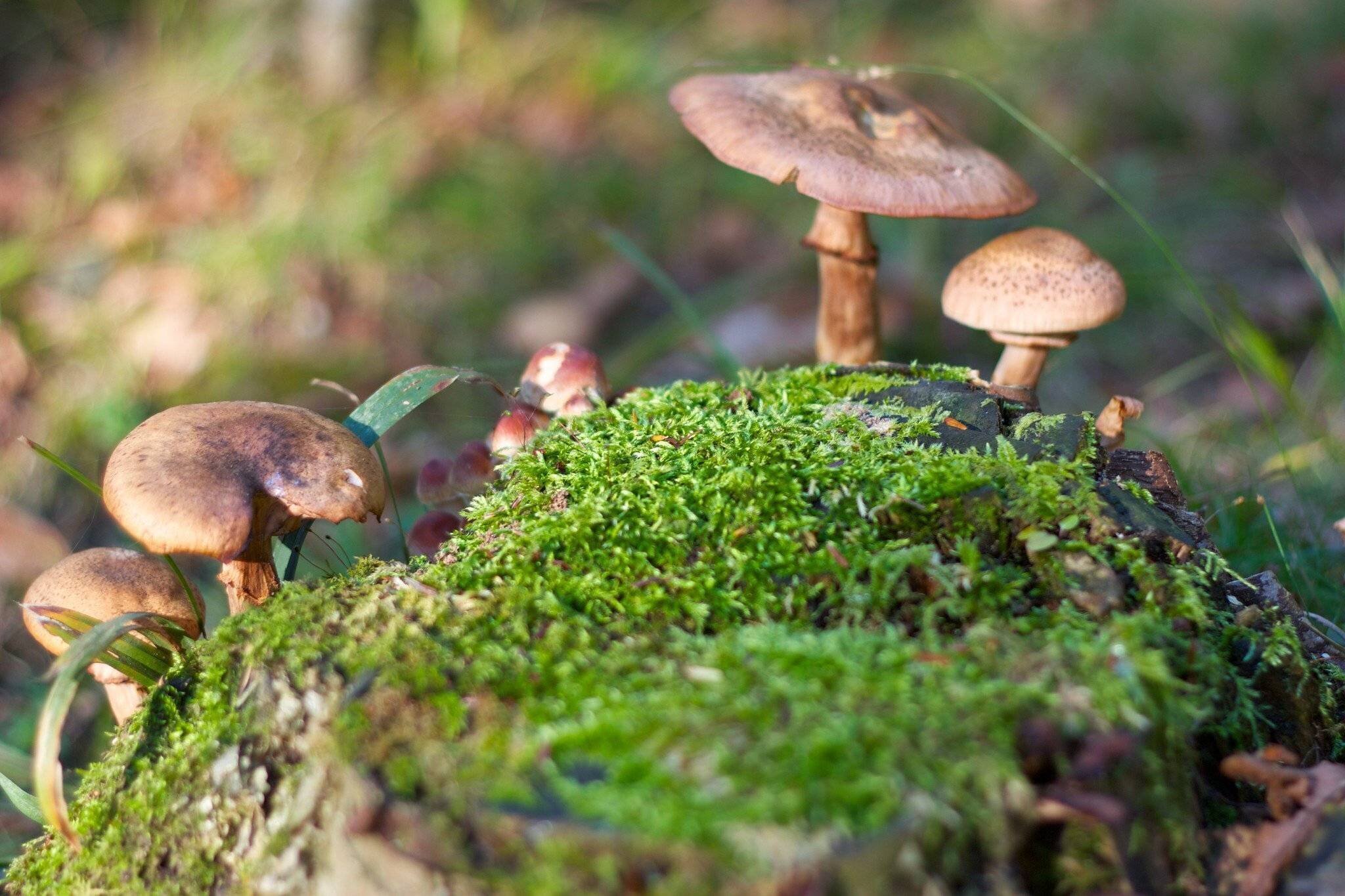 Sensibilité de la biodiversité aux facteurs de changement environnemental