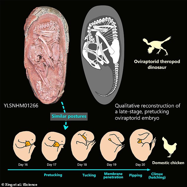 Embryon de dinosaure
