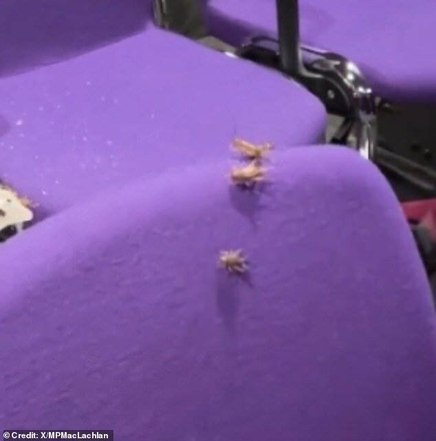 Conférence LGB Alliance perturbée par des insectes