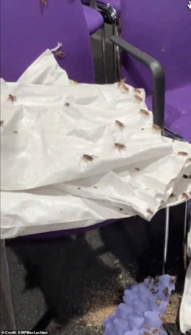 Activistes trans relâchant des insectes