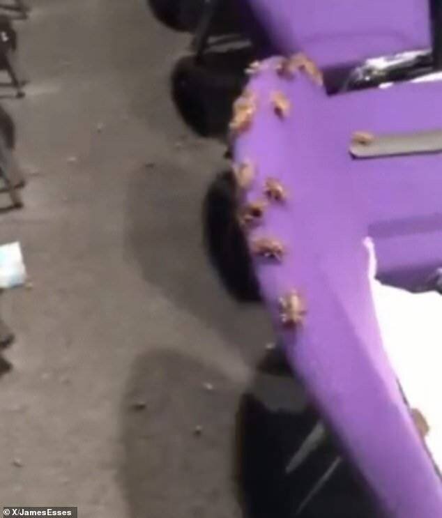 Insectes rampant sur les chaises de la salle