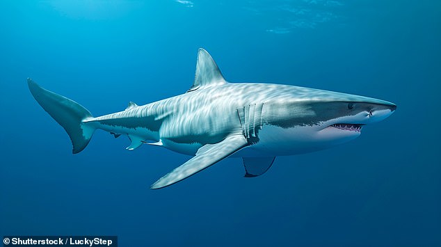 Les requins sont plus anciens que les arbres. Les preuves fossiles les concernant remontent à 450 millions d'années. Les premières formes de vie végétale sont apparues 30 millions d'années plus tard.