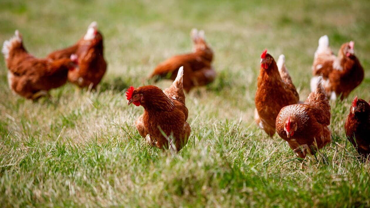Le niveau de risque sera relevé mercredi 16 octobre sur le territoire métropolitain français. Photo d’illustration.