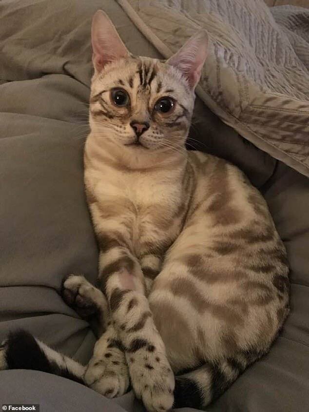 Un chat trouvé décédé à Mansfield