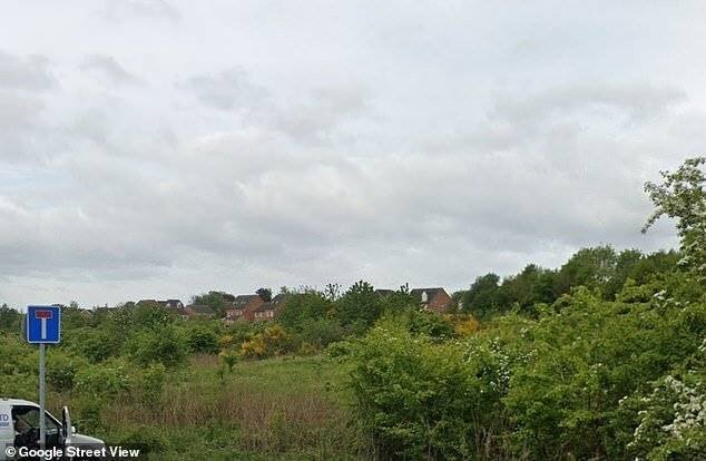 Les chats se promenant dans les champs de Mansfield