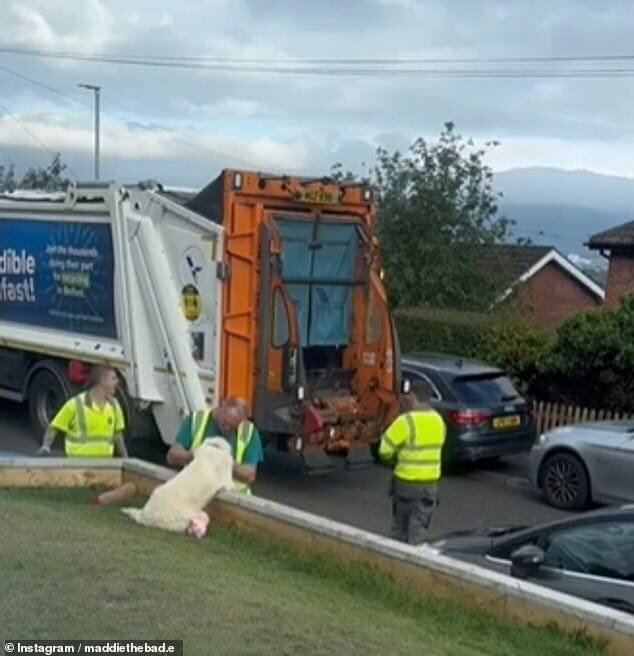 Une vidéo virale de Maddie rencontrant de nouveaux éboueurs.