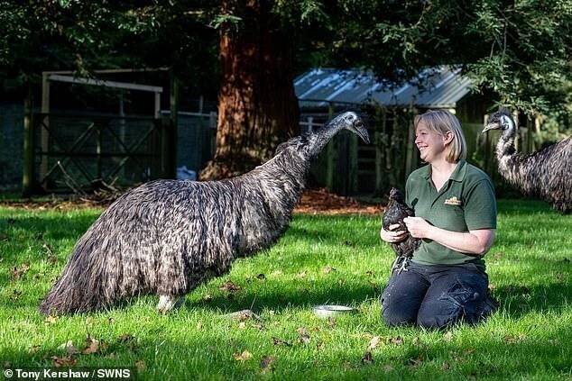 Interaction entre Shrub et ses parents
