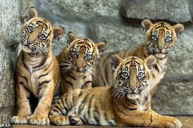 Les quatre petits tigres de Sumatra sont les petits de Nuri et Tengah