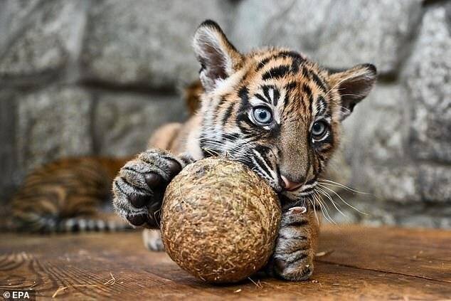 Chaque tigre pèse plus de 8 kilogrammes, soit environ le double du poids d'un chat domestique.