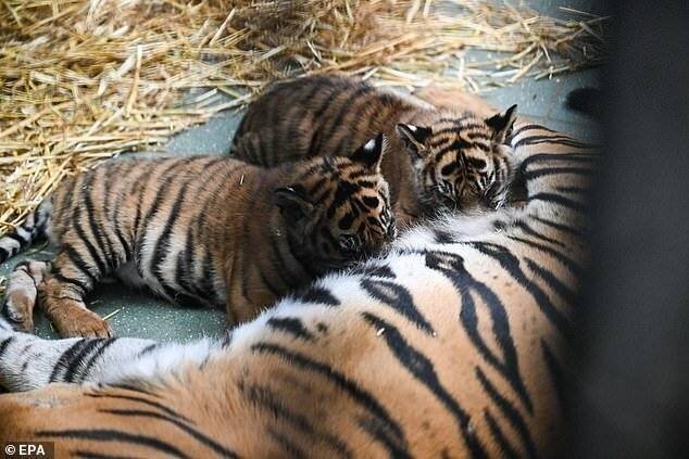 Deux des jeunes tigres de Sumatra se nourrissant de leur mère.