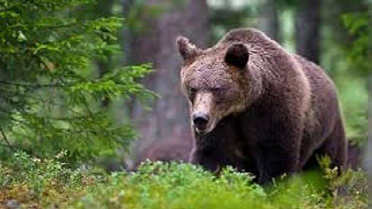 Gaia leidet in der Gefangenschaft, sagen Experten.