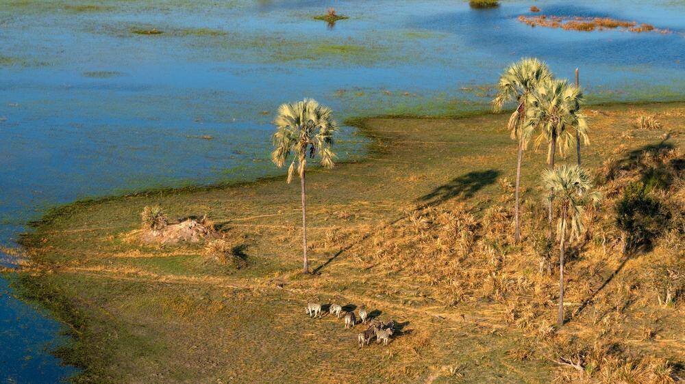 Artensterben: Blick auf das Okavango-Delta dans la Kavango Zambezi Transfrontier Area