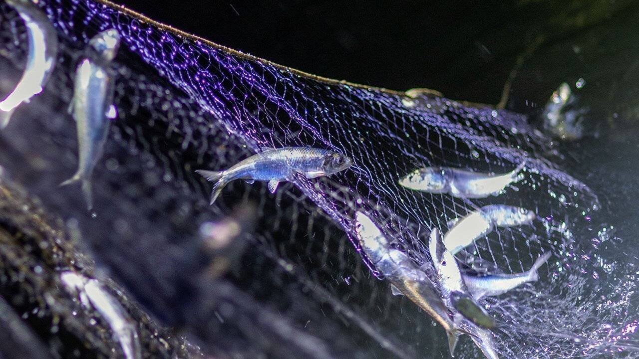 Stellnetz mit Heringen | picture alliance/dpa/dpa-Zentral Stellnetz mit Heringen