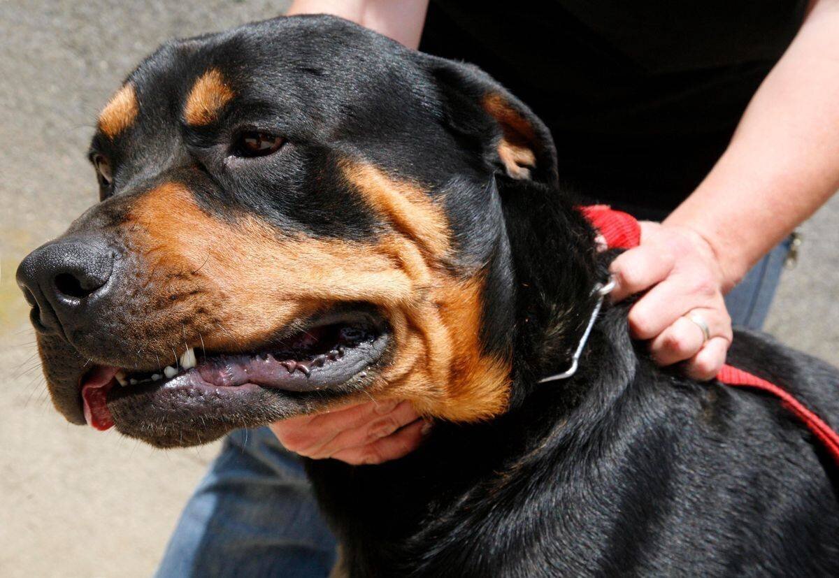 Le Rottweiler a dû être euthanasié après l'attaque.
