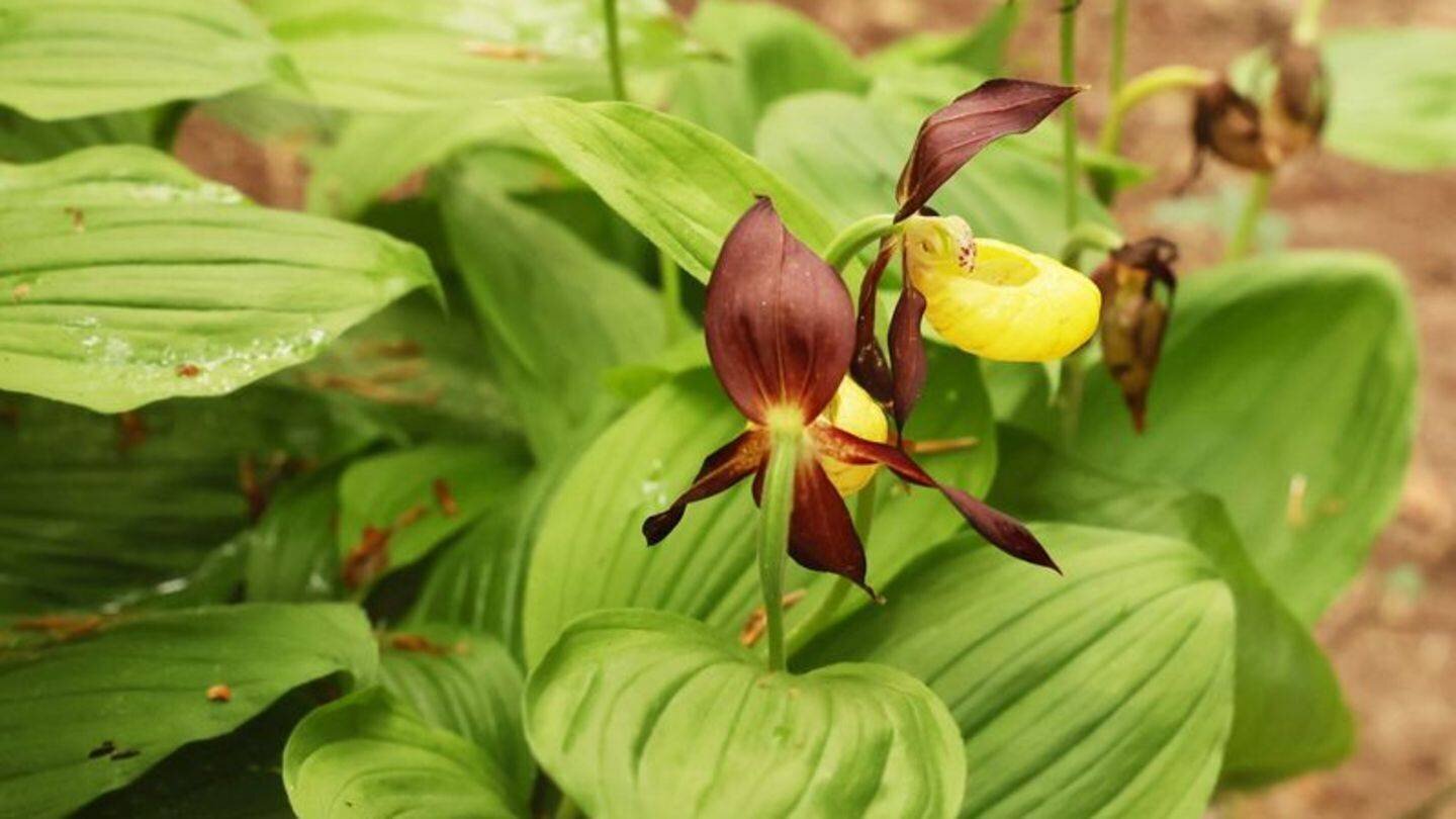 Auch einige wilde Orchideen gehören zur Thüringer Pflanzenwelt - um die könnte es besser bestellt sein. (Archivbild) Foto: Bodo