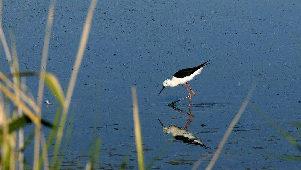 Restauration des marais de Rochefort