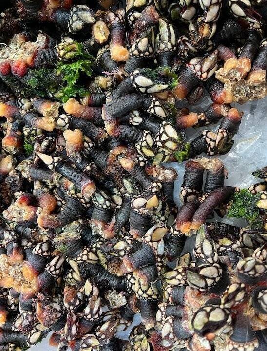 Des balanes sur un étal au marché.