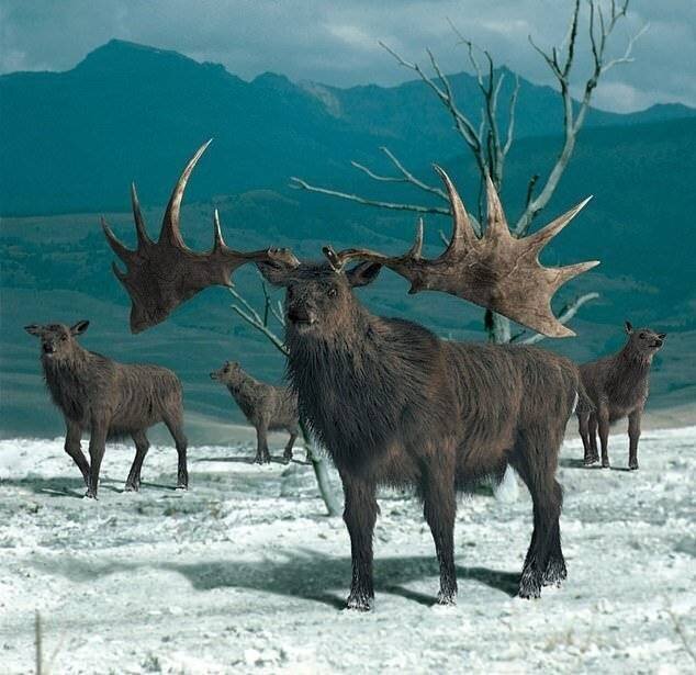 L'élan irlandais (Megaloceros giganteus) détient le record des plus grands bois de l'histoire évolutive