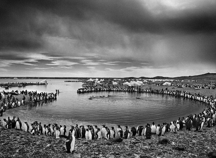Sebastiao Salgado Couverture du livre Des oiseaux 2024