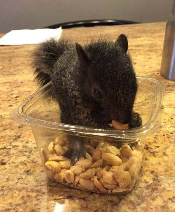 Peanut avait son propre espace dans la maison de Longo. Il aimait particulièrement manger des avocats et grignoter des noix noires.