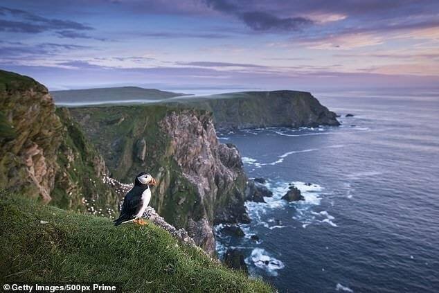 Île d'Unst, maison avec des macareux