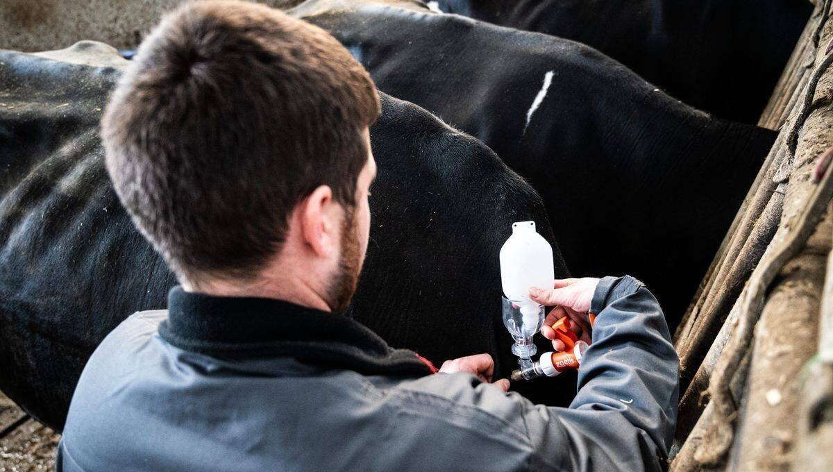 La vaccination contre la fièvre catarrhale ovine de sérotype 3 a été ouverte gratuitement à tous les éleveurs début octobre.