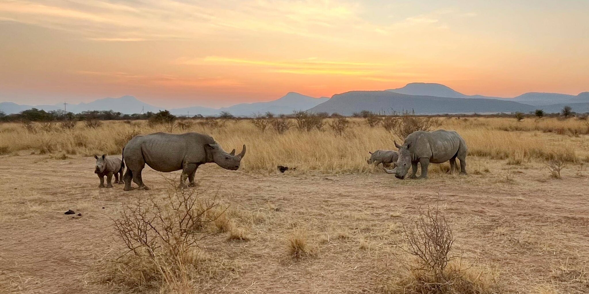 Nashörners im Dabchick-Reservat