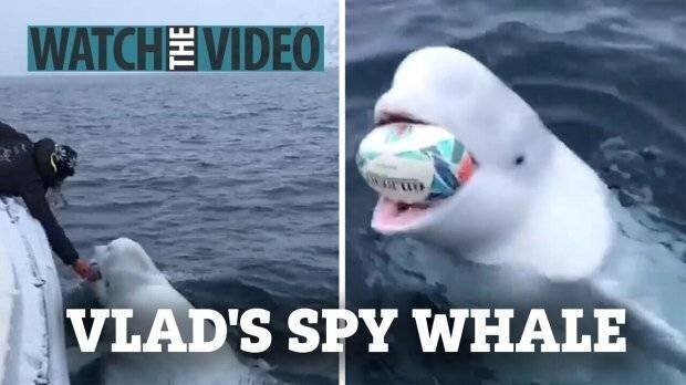 Hvaldimir, la baleine espion