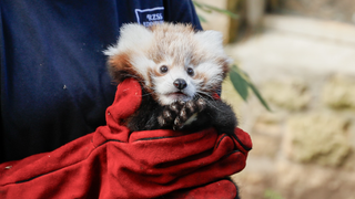 Après la mort de ce bébé panda roux, son zoo d’Édimbourg pointe la responsabilité des feux d’artifice.