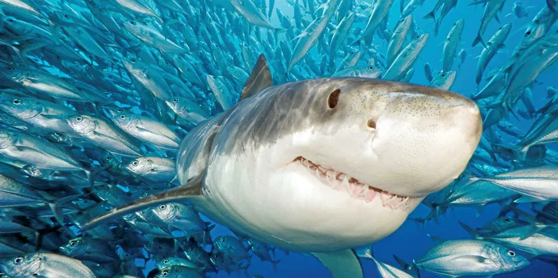 Le requin blanc est classé « en danger critique d’extinction » sur la liste rouge européenne des espèces menacées.