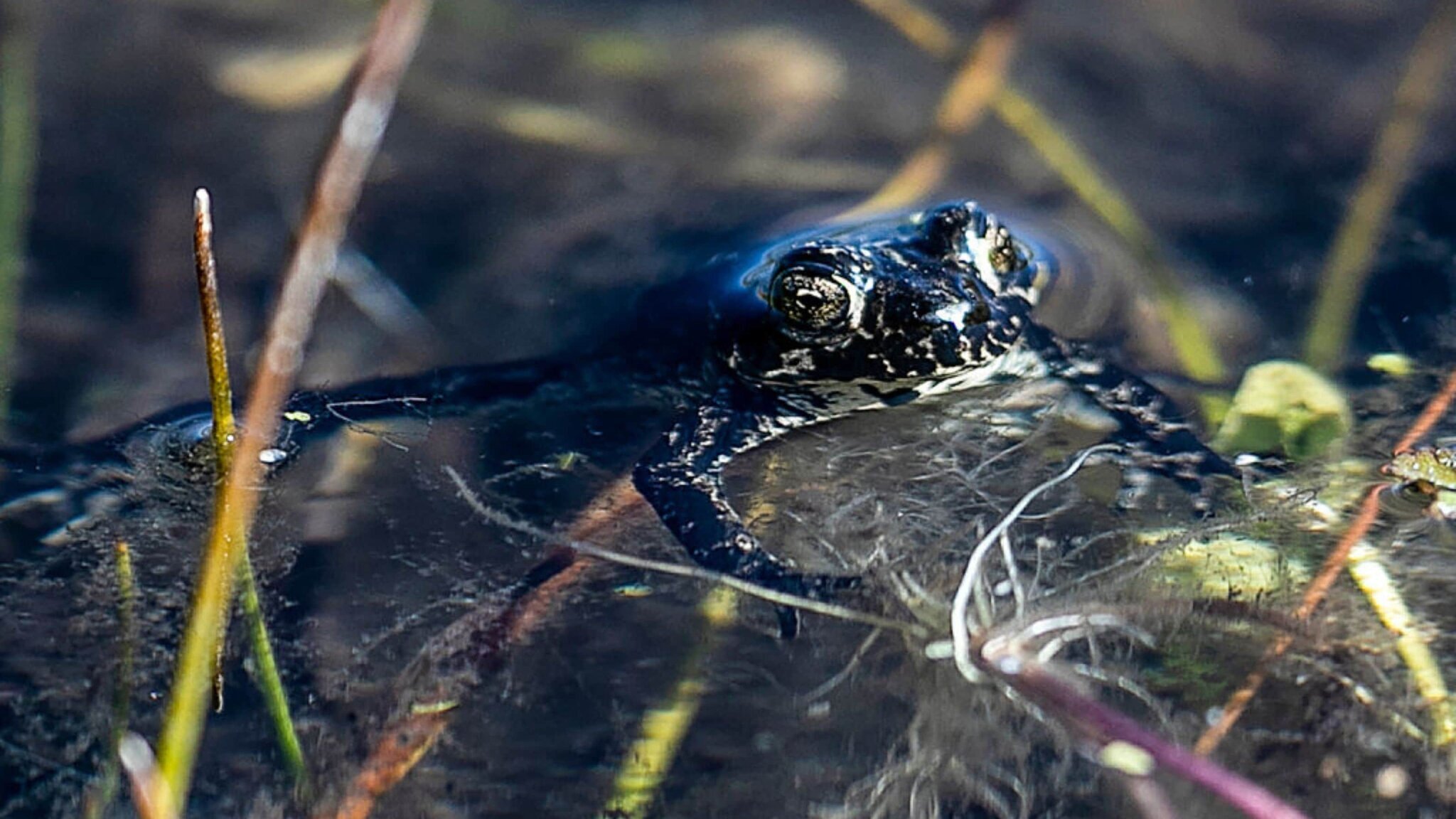 Frosch à Tchernobyl