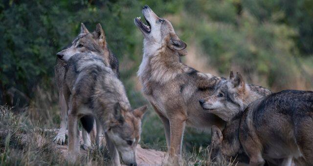 Une meute de loups à Marvejols, en Lozère ©AFP - Laure Boyer / Hans Lucas