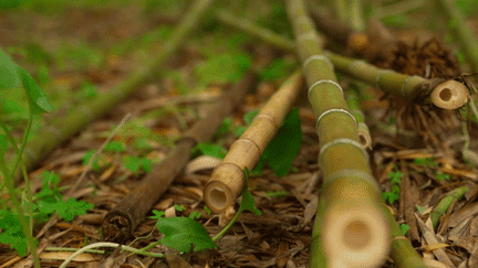 Bambou, une révolution verte pour l'agriculture