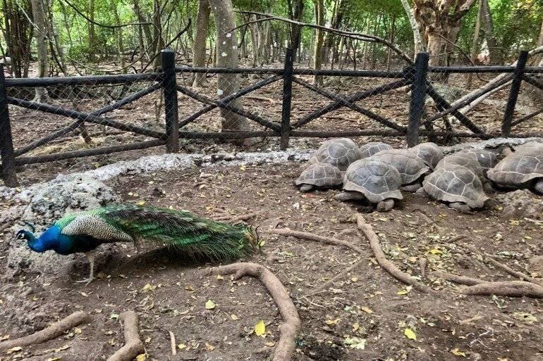 Tortues géantes sur Prison Island