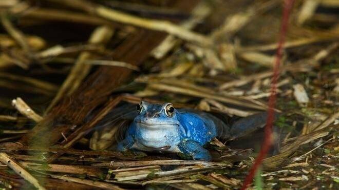 Amphibien: Der Moorfrosch ist Lurch des Jahres 2025. In Thüringen geht sein Bestand zurück.