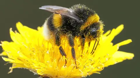 Une abeille couverte de pollen sur une fleur jaune