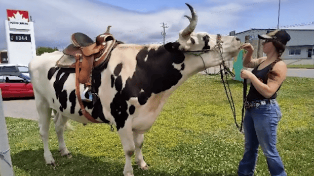 Magnum au drive-thru de Tim Hortons.