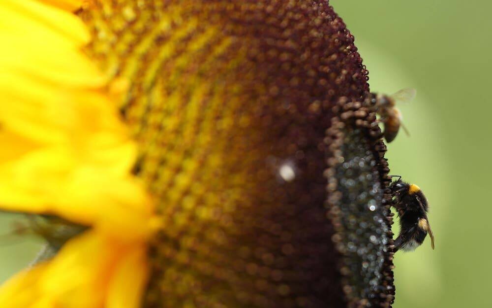 Pesticides interdits