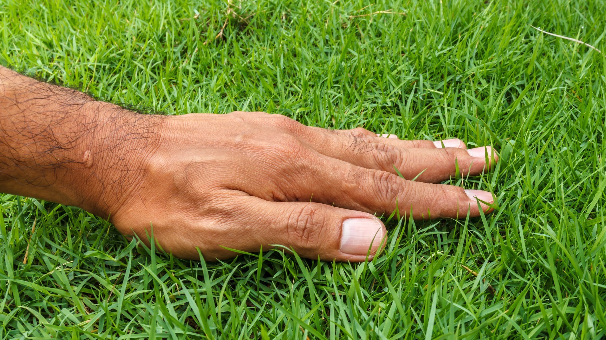 Une main touchant l'herbe