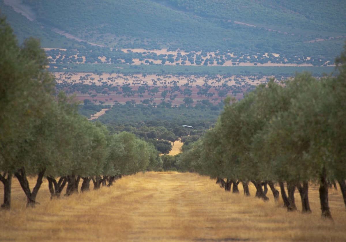Dehesa El Molinillo