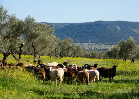 Processus de production d'huile d'olive