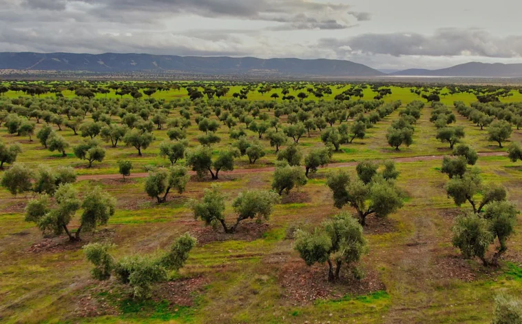 Huile d'olive Dehesa El Molinillo