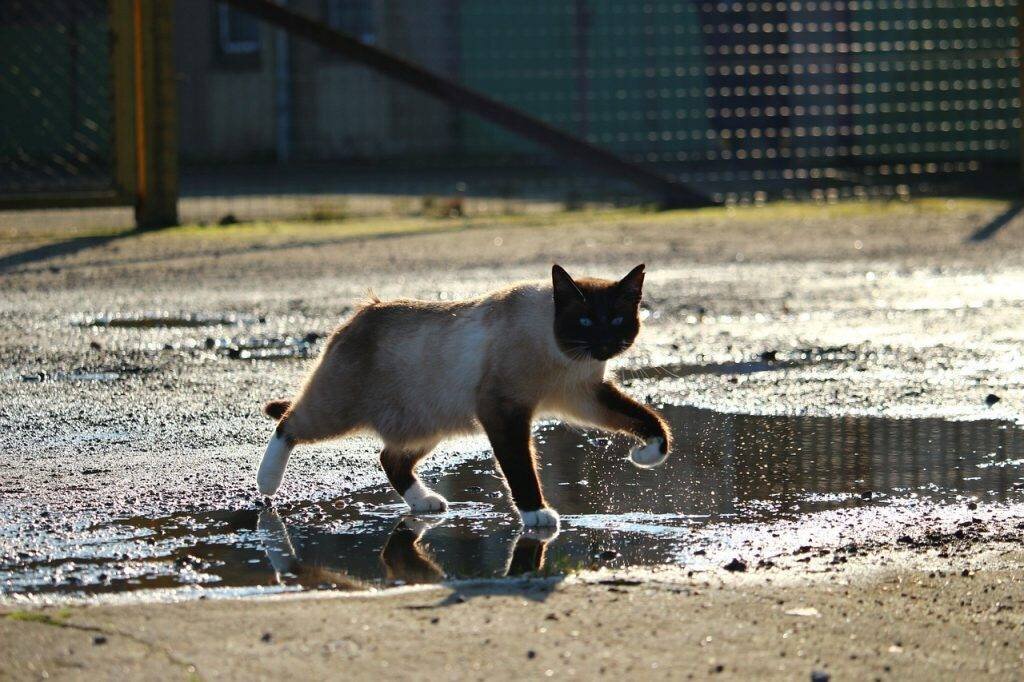 Gato en un charco